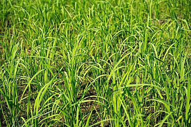 《光环：无限》成Xbox上游玩人数最多的免费游戏